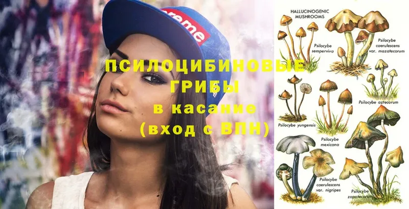 Псилоцибиновые грибы Psilocybe  дарнет шоп  Красноуральск 